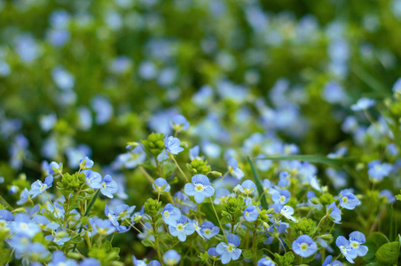 不要忘记我 Myosotis 花盛开在夏日的草地上。美丽的小蓝花盛开在阳光明媚的夏日里