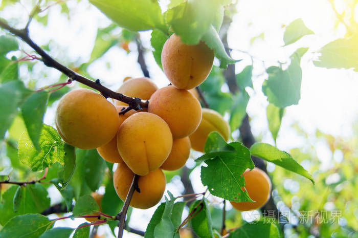 成熟杏子树的分支