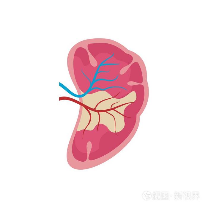 半肾图标, 扁平型