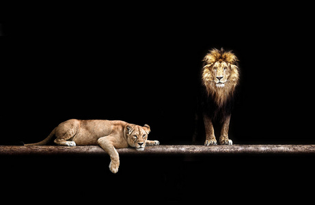 狮子和母狮,动物家庭。在黑暗中的肖像,后