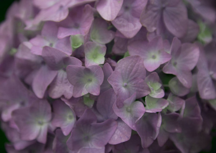 紫色霍滕西亚花作为背景