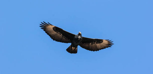 关闭在南非卡鲁地区上空高空翱翔的黑鹰形象