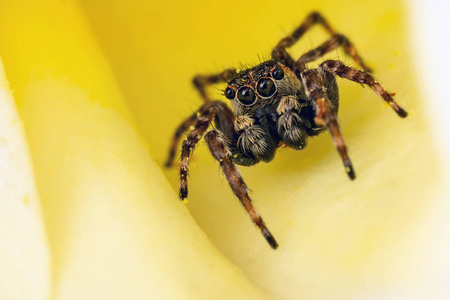 黄色花瓣上的褐色跳跃的蜘蛛