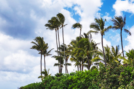 夏威夷瓦胡岛北岸 Haleiwa 热带海滩上的棕榈树