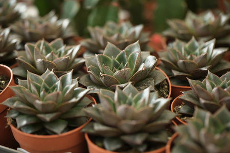 美丽的 echeverias 在盆里, 特写。热带花卉