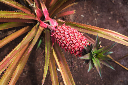 夏威夷瓦胡岛种植的红菠萝