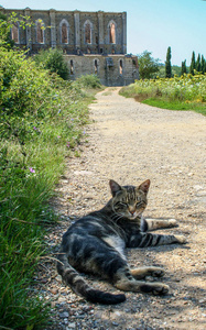 猫睡在托斯卡纳乡村的圣 Galgano 中世纪修道院的道路上