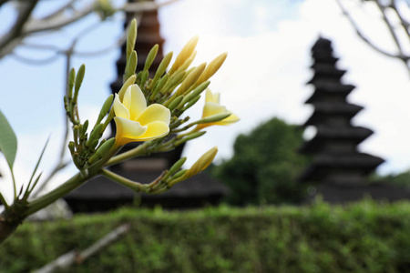旅游, 游览巴厘岛, 印尼概念。花和印度教寺庙