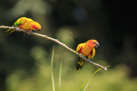 特写太阳鹦鹉或太阳 conure Aratinga solstitialis, 鸟。它是一个中型, 充满活力彩色鹦鹉原产于南美洲