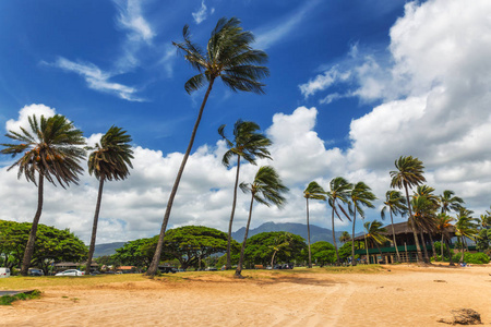 夏威夷瓦胡岛北岸 Haleiwa 热带海滩上的棕榈树