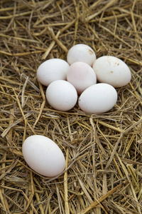 鸡舍里的鸭子蛋。鸭卵特写