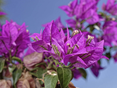 意大利, 西西里, 乡下, 花园里的紫色 bouganvilleas