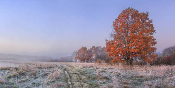 秋天自然风景以晴朗的天空和色的树。寒冷的草甸与霜在草在11月早晨。惊人的下降。森林前自然野生秋季草甸的生机勃勃全景观