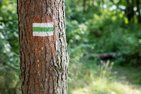 森林里一棵树上画的标志。旅游路线的标志。夏天的季节