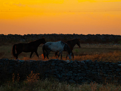 马在日落放牧在西班牙 dehesa