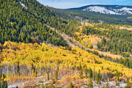 在落基山脉秋天的白杨格罗夫。科罗拉多, 美国