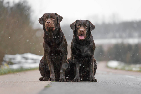 两只年轻可爱的棕色拉布拉多猎犬狗狗狗在下雪的时候坐在街上, 彼此都很开心。