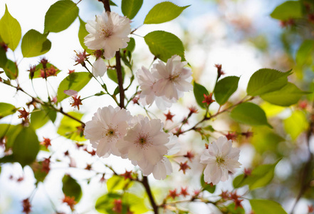 美丽的粉红色的李杆菌花被称为野生甜樱桃开花在花园. atural 美容背景