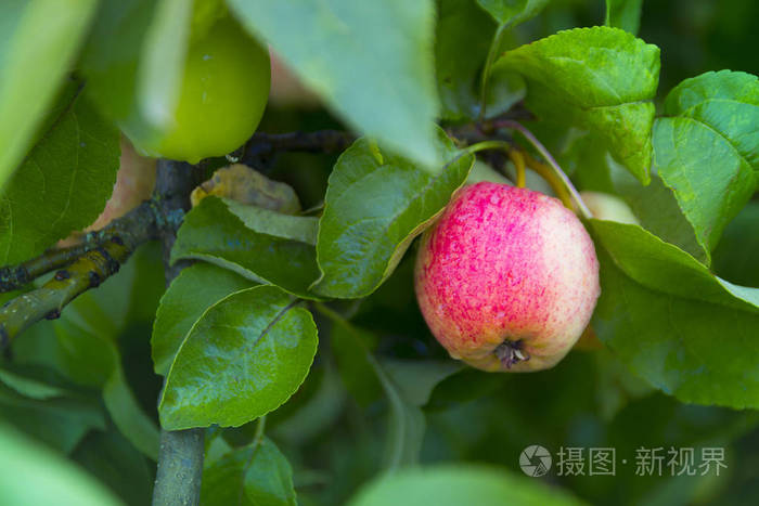 苹果树上的苹果白黄红白倒在露珠拷贝空间中生长