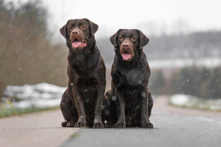 两只年轻可爱的棕色拉布拉多猎犬狗狗狗在下雪的时候坐在街上, 彼此都很开心。