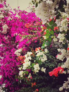 五颜六色的粉红色, 白色和橙色的纸花, veranera, 三重花, 叶子, 有热带和异国情调的花园风光和柔软的花瓣