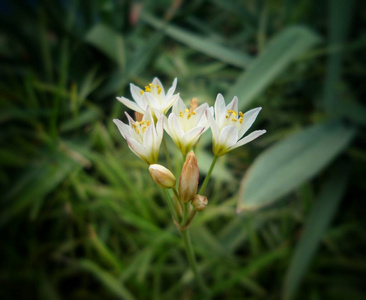 带丝状雄蕊的小芽和白花, 在明亮的黄色花粉中覆盖