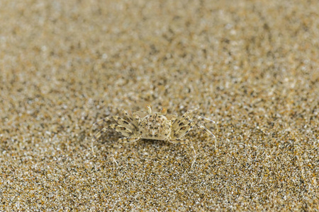 特写小白蟹伪装与沙子
