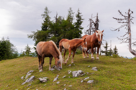 三马牧场地在领域在山