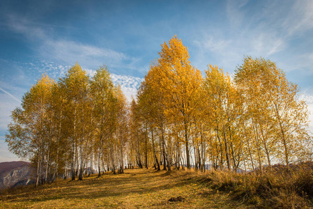 秋天的黄桦树群。特兰西瓦尼亚, 罗马尼亚