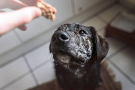 年轻的澳大利亚牧羊犬小狗大眼睛得到一个美味的饼干吃