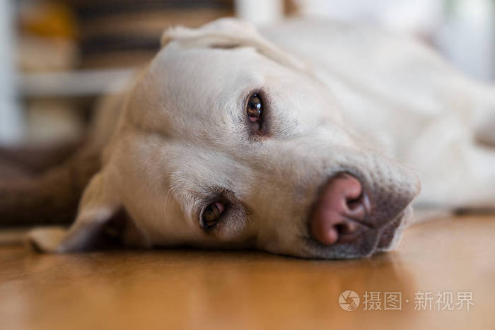 年轻可爱可爱疲惫的拉布拉多猎犬狗狗狗睡在家里的地板上