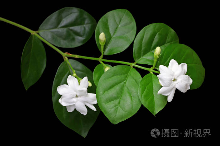 茉莉花茶花, 阿拉伯茉莉花, 茉莉茉莉