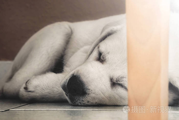 摄图新视界 照片 动物 年轻可爱的白纯种拉布拉多猎犬狗躺在疲惫的