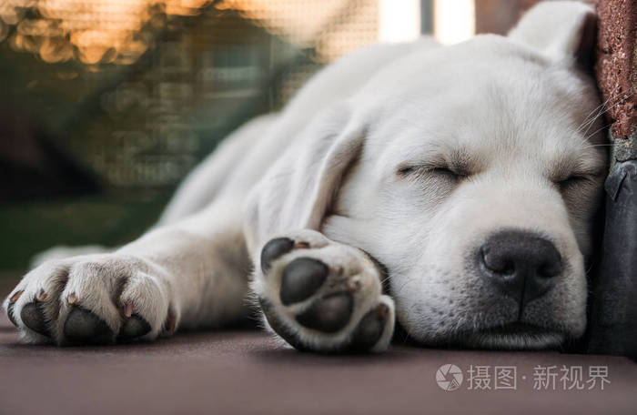 年轻可爱疲惫纯种拉布拉多猎犬狗狗狗宠物躺在阳光下睡觉