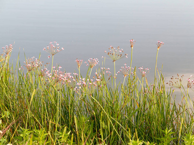 美丽的粉红色的花朵生长在湖岸边的水表面的背景