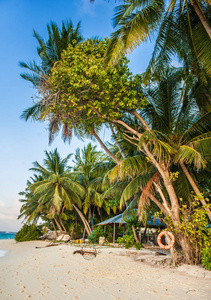 热带海滩 Maldives.Tropical Paradise 在马尔代夫与棕榈树 沙滩，蔚蓝的天空