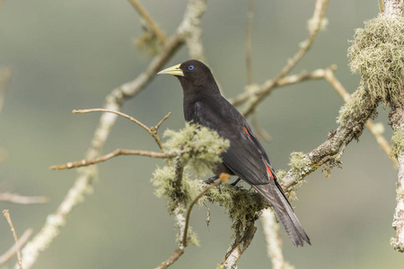 美丽的大西洋雨林黑鸟 Cacicus haemorrhous, 红腰领袖 在 Itatiaia 国家公园, 塞拉大 Mant