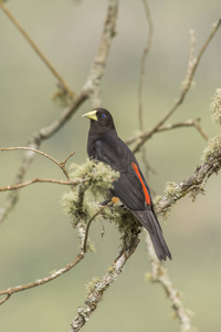 美丽的大西洋雨林黑鸟 Cacicus haemorrhous, 红腰领袖 在 Itatiaia 国家公园, 塞拉大 Mant