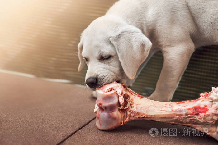 非常可爱的小饥饿的拉布拉多猎犬犬狗吃肉上的骨头呕吐营养