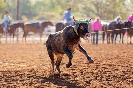 小牛被表白在一个团队小牛绳事件牛仔在一个国家的牛仔竞技