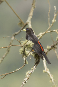 美丽的大西洋雨林黑鸟 Cacicus haemorrhous, 红腰领袖 在 Itatiaia 国家公园, 塞拉大 Mant