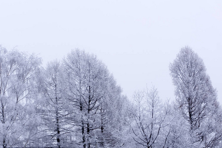 白色的木头覆盖着霜冻的风景
