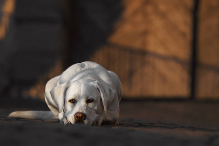 年轻可爱的白色可爱的拉布拉多猎犬犬狗户外与复制空间