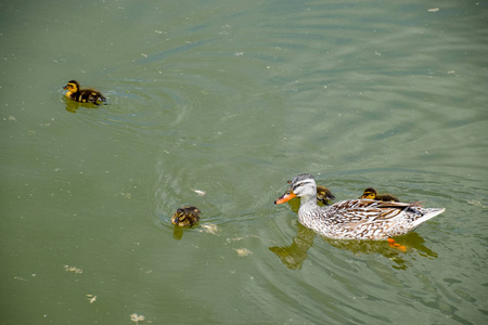 鸭子和小鸭在池塘里。