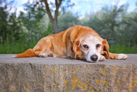 可爱的猎犬在炎热的夏日躺在公园的石凳上
