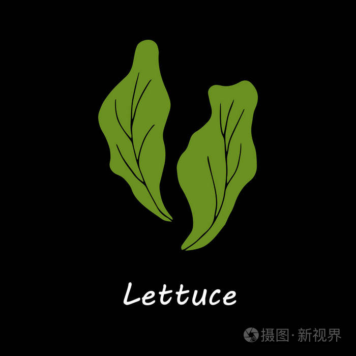 黑色背景生菜.手工画卡通插图为菜单卡设计