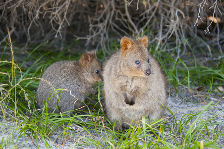 QuokkasRottnest 岛澳大利亚