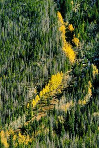 风景秀丽的秋天风景与白杨树丛在洛基山国家公园, 科罗拉多, 美国