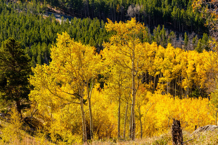 美国科罗拉多州洛基山国家公园秋季的黄白杨树