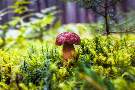 湿单褐色森林湾 bolete 蘑菇在雨中被树围成的苔藓和草丛中
